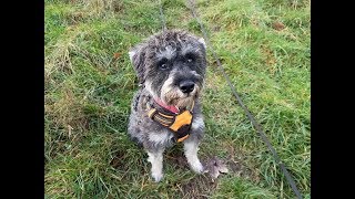 Molly  1 Year Old Schnoodle  4 Weeks Residential Dog Training [upl. by Paterson816]