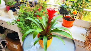 Guzmania beautiful Flower [upl. by Manly]