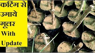 How to Grow Ficus Racemosa From CuttingsMammal Bonsai [upl. by Ardeed]