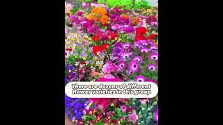 Wildflower Seed Mix – Easy to Plant Stunning Results [upl. by Ila]