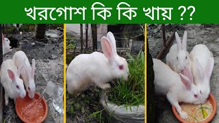 খরগোশ কি কি খায়  What To Feed Rabbit  Khorgos Palon  খরগোশ পালন [upl. by Polash]