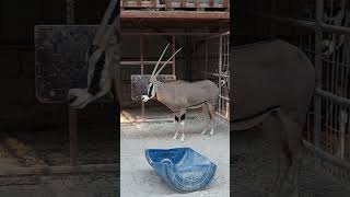 Gemsbok  Oryx animal oryx gemsbok large antelope [upl. by Glori]