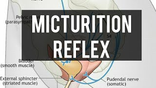 Micturition reflex  Renal physiology [upl. by Ecineg272]