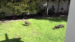 Birds going to kill Harry Our dachshund [upl. by Radman965]