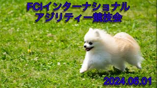 FCIインターナショナルアジリティー競技会 20240601 [upl. by Henriques]