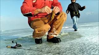 Utah lake ice fishing white bass [upl. by Henryk]