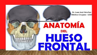 🥇 HUESO FRONTAL Anatomía Fácil Rápido y Sencillo [upl. by Henghold799]