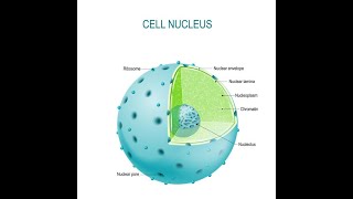 Nucleus Structure and Function  Nucleoid [upl. by Maxama]