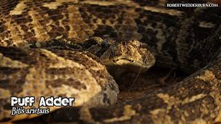 🐍 Puff Adder Bitis arietans Puffing Defensive Behavior 🐍 [upl. by Astrid]