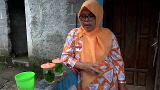 CARA SEDUH BINAHONG  sambungan NENEK UMUR 107 thn rutin konsumsi binahong [upl. by Enogitna279]