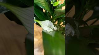 Peace Lily aka Spathiphyllum plants plant indoorplants plantlove houseplants nature plantlife [upl. by Yrok]