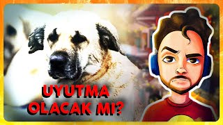 SOKAK KÖPEKLERİ OLAYI  Cavs Karahanlı [upl. by Col]