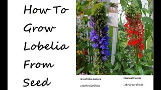 How to Grow Blue Lobelia and Cardinal Flower from seed lobelia cardinalis lobelia siphilitica [upl. by Alihet885]