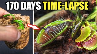 Venus Fly Trap Restoration Time Lapse 170 Days [upl. by Tymothy]