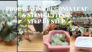 HOW TO PROPAGATE BEGONIA STEM amp LEAF CUTTINGS BEGINNER TIPS [upl. by Krahmer982]