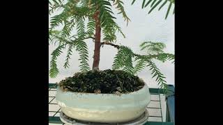 LA MIA COLLEZIONE BONSAI  First video [upl. by Hough]