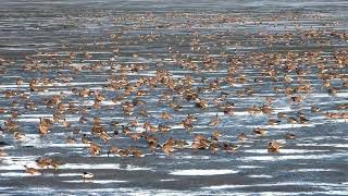 Pinkfooted Geese Montrose Basin a pan across one third of the flock [upl. by Heinrick]