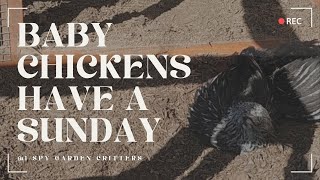 Sunday Fun With Baby Chickens [upl. by Ebeohp]