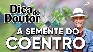 Dica do Doutor 107  Semente do Coentro [upl. by Yruok]