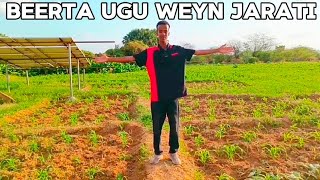 BEERTA UGU WEYN JARATI AYAAN KU DALXIISAY [upl. by Atwater]