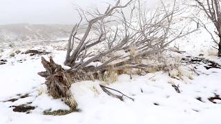 Reforesting the Ranch Part 3 FireProofing Existing Trees [upl. by Roby325]