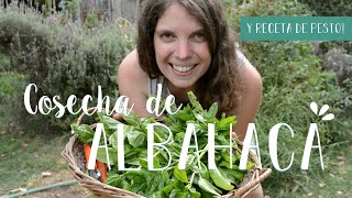 PODA Y COSECHA DE ALBAHACA  Y mi receta de pesto para ustedes ♥ huertourbano [upl. by Eiresed924]