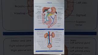 Hepatic portal circulation  anatomy and physiology  nursing [upl. by Atte]