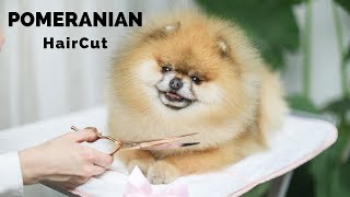 POMERANIAN GROOMING HAIRCUT How to GROOM your POMERANIAN easy at HOME Peluqueria Pomerania Corte [upl. by Aicilic760]