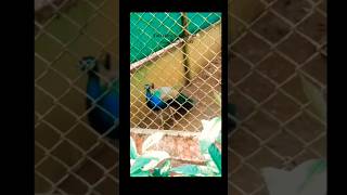 Goa Bondla wildlife sanctuary Zoo  travelvlogger exploreworld viralreels wildlife zoo [upl. by Block187]