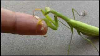 Praying Mantis Hand Feeding [upl. by Loydie542]