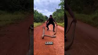 King Cobra  The Largest and Most Fearsome Venomous Snake [upl. by Weatherby]