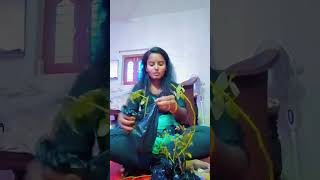 meesho live plants packing  Climbing Roses The Ultimate Plant Packing Guide  Udaya Jwala vlogs [upl. by Jerome]