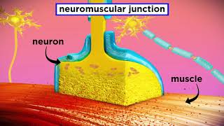 The Mechanism of Muscle Contraction Sarcomeres Action Potential and the Neuromuscular Junction [upl. by Timofei]