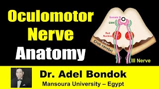 Oculomotor III Nerve Clinical Anatomy Dr Adel Bondok [upl. by Naval]