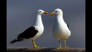 Seagull Sound Effect [upl. by Drahcir]