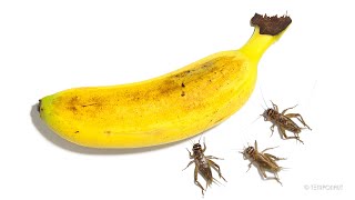 Timelapse Crickets Eating Banana [upl. by Callan]