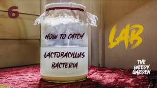 HOW TO BREED LAB  LACTOBACILLUS BACTERIA [upl. by Harwin]