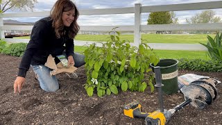 Planting 2 Evergreens amp 2 Viburnums 🌲🌿💚  Garden Answer [upl. by Gnik]