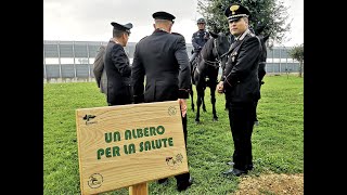 Brindisi  Piantumazione Vallonea al Perrino  04 Novembre 2024 [upl. by Aita]