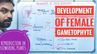 Development of Female Gametophyte  Reproduction in Flowering Plants [upl. by Swayder331]