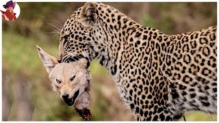 LOS 15 MEJORES MOMENTOS DE LOS RÁPIDOS Y FLEXIBLES LEOPARDOS CAZANDO EN LA NATURALEZA [upl. by Ilocin]