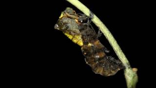 Pipevine Swallowtail Battus philenor pupates at the Caterpillar Lab [upl. by Burack]