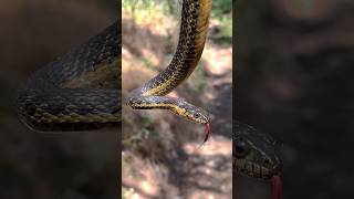 Snake caught in the Backyard🐍gartersnake reptile snake wildlife venomous animals backyard [upl. by Rakel]