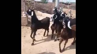 Dozens of baby goatskidsjumpingyelling and playingHD footagelovlinaborgohain [upl. by Sukhum]