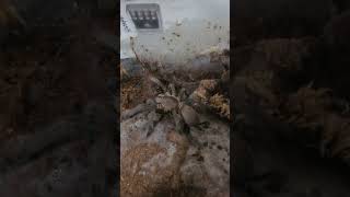 Australian tarantula Phlogius Hirsutus Takes a cricket dinner Thanks for watching Subscribe 4more [upl. by Brianne677]