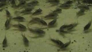 Corydoras Feeding [upl. by Neddra]