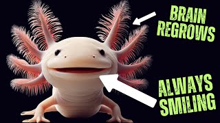 AXOLOTLS EXPOSED 16 Jaw Dropping Facts [upl. by Aneema]