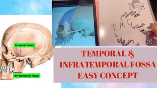 Temporal amp Infratemporal fossa  Otic Ganglion  3D Anatomy [upl. by Emiolhs]