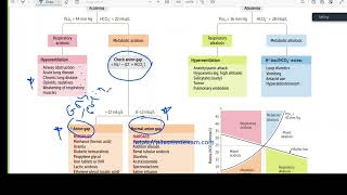 acid base balance simplified [upl. by Nojed]