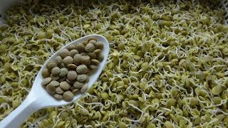 How to Sprout Lentils  Cheap Easy and Quick Method [upl. by Malvie]